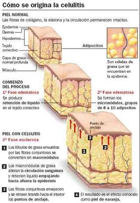 CELULI