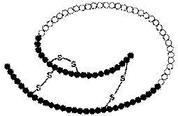 proinsulin molecule