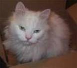 gato