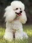 caniche