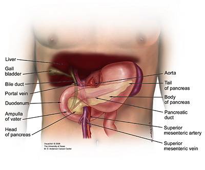 pancre situ.jpg