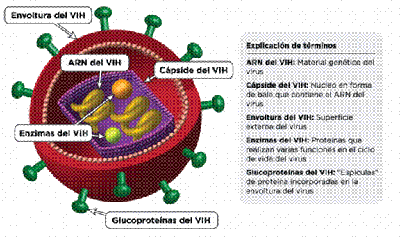estructura-vih-768x455.png